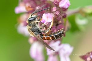 Gewöhnliche Schmalbiene, rote Farbform, Lasioglossum calceatum 