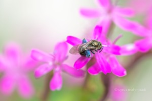 Gewöhnliche Goldfurchenbiene, Halictus tumulorum