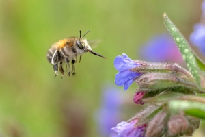 Frühlings - Pelzbiene, Anthophora plumipes