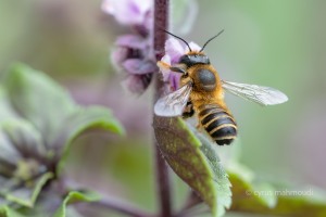 Megachile maritima, Sand-Blattschneiderbiene