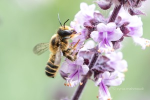 Megachile maritima, Sand-Blattschneiderbiene