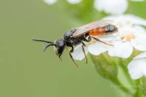 Punktierte Blutbiene, Sphecodes puncticeps