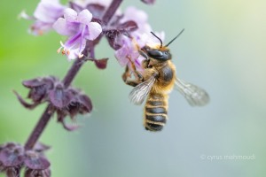 Megachile maritima, Sand-Blattschneiderbiene