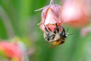 Ackerhummel, Bombus pascuorum