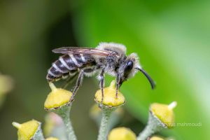 Buckel-Seidenbiene, Colletes daviesanus
