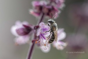 Lasioglossum leucozonium, Weißbinden Schmalbiene