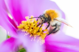 Ackerhummel, Bombus pascuorum
