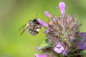 Wald-Pelzbiene, Anthophora furcata 
