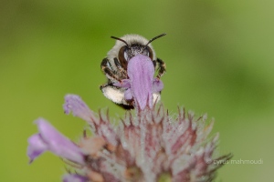 Wald-Pelzbiene, Anthophora furcata 