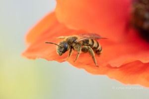 Gelbbindige Furchenbiene, Halictus scabiosa