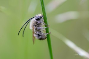Mai-Langhornbiene, Eucera nigrescens