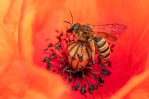 Gelbbindige Furchenbiene, Halictus scabiosa