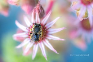 Anthidium manicatum, Garten - Wollbiene