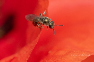 Südliche Goldfurchenbiene, Halictus submediterraneus