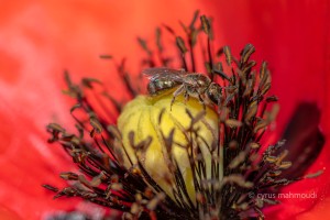 Südliche Goldfurchenbiene, Halictus submediterraneus