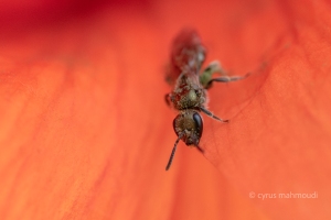 Südliche Goldfurchenbiene, Halictus submediterraneus