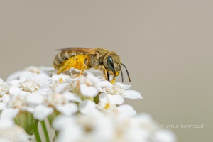 Dichtpunktierte Goldfurchenbiene, Halictus subauratus