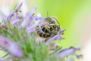 Lasioglossum malachurum, Feldweg-Schmalbiene
