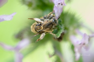 Lasioglossum malachurum, Feldweg-Schmalbiene