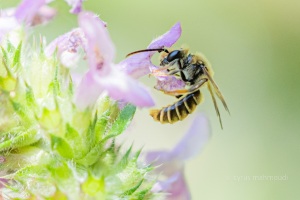 Lasioglossum malachurum, Feldweg-Schmalbiene