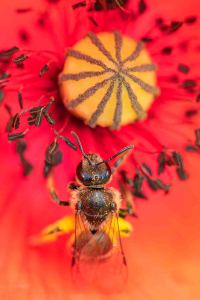 Gelbbeinige Kiel-Sandbiene, Andrena chrysosceles