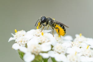 Gewöhnliche Löcherbiene, Heriades truncorum 