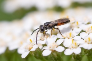 Dichtpunktierte Blutbiene, Sphecodes crassus