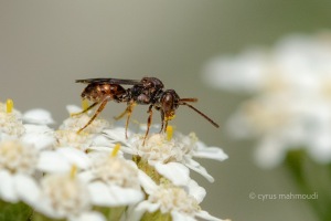 Gelbfleckige Wespenbiene, Nomada flavoguttata