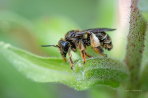 Wald-Schenkelbiene, Macropis fulvipes