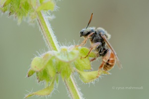 Schmuckbiene, Epeoloides coecutiens