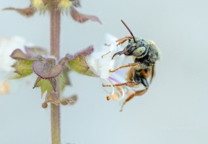 Schmuckbiene, Epeoloides coecutiens