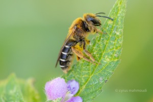Rotbeinige Furchenbiene, Halictus rubicundus 