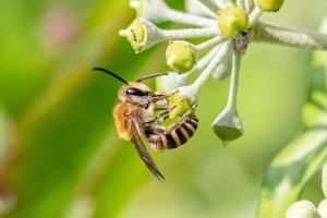 Efeu - Seidenbiende, Colletes hederae