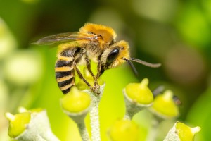 Efeu - Seidenbiende, Colletes hederae