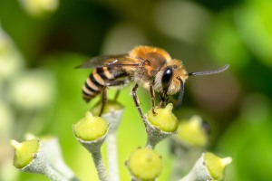 Efeu - Seidenbiende, Colletes hederae