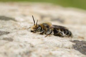 Natternkopf-Mauerbiene,  Osmia adunca