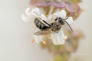 Bezahnte Schmalbiene, Lasioglossum laevigatum 