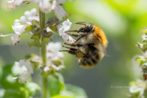 Ackerhummel, Bombus pascuorum