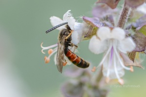 Gewöhnliche Schmalbiene, rote Farbform, Lasioglossum calceatum 