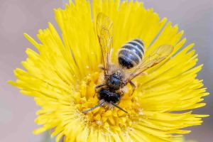 Bärtige Sandbiene, Andrena barbilabris