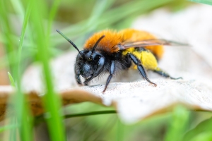 Andrena fulva, Fuchsrote Lockensandbiene