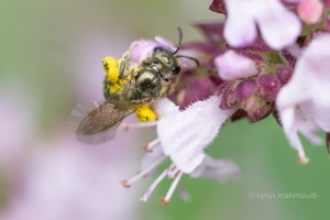 Gewöhnliche Goldfurchenbiene, Halictus tumulorum