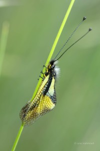 Libellen-Schmetterlingshaft, Libelloides coccajus