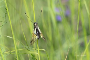 Libellen-Schmetterlingshaft, Libelloides coccajus