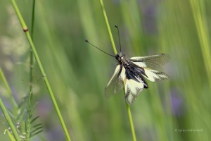 Libellen-Schmetterlingshaft, Libelloides coccajus