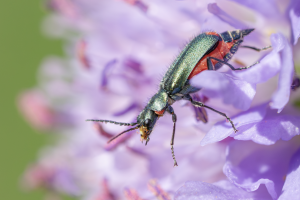 Cordylepherus bipustulatus, Zweifleckiger Zipfelkäfer