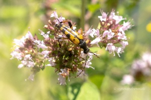 Gefleckter Schmalbock, Leptura maculata