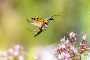 Gefleckter Schmalbock, Leptura maculata