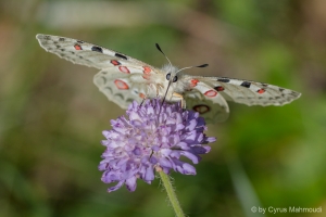 Apollofalter, Parnassius apollo