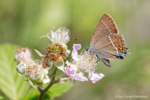 Kreuzdorn-Zipfelfalter, Satyrium spini